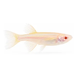 Albino Lampeye