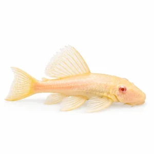 Albino Plecostomus