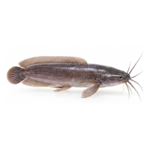 Black Clarias Catfish