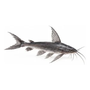 Black Lancer Catfish