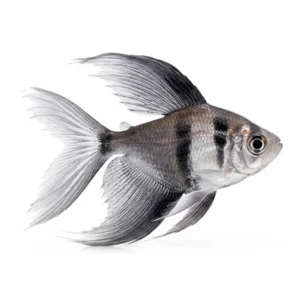Black Veiltail Tetra