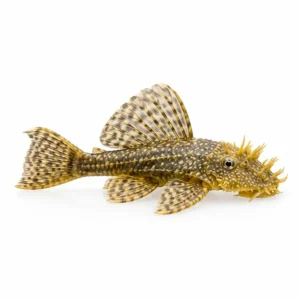Brushmouth Pleco