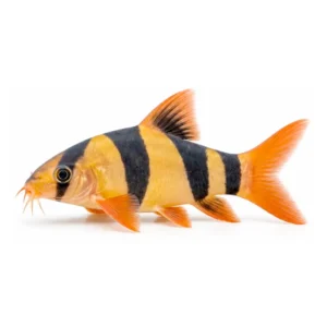 Clown Loach