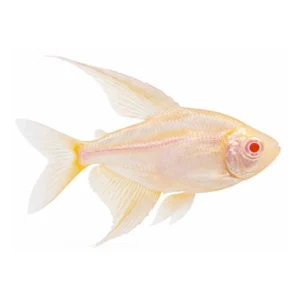 Congo Tetra Albino