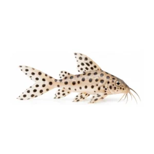 Cuckoo Synodontis