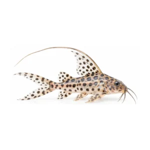Decorated Synodontis