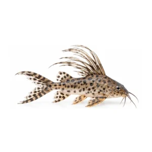 Featherfin Synodontis