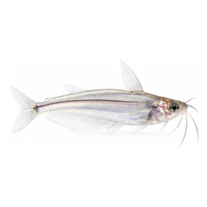 Glass Catfish