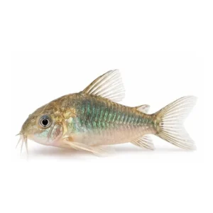Green Corydoras