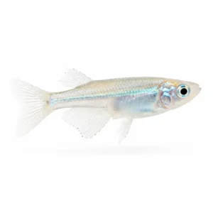 Javanese Ricefish
