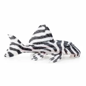 L046 Zebra Pleco
