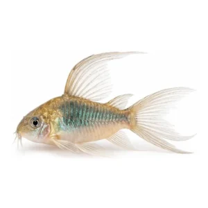 Longfin Green Corydoras