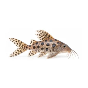 Ocellated Synodontis