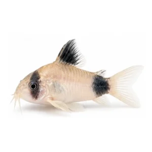 Panda Corydoras