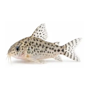 Peppered Corydoras
