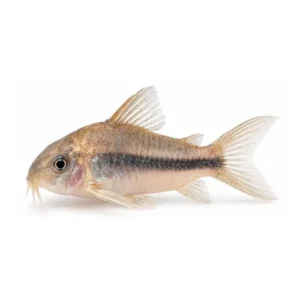 Rabauti Corydoras