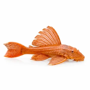Red Plecostomus