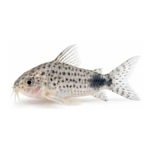 Similis Corydoras