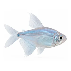 Sky Blue Tetra