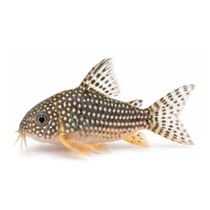 Sterbai Corydoras