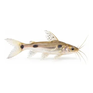 Two-Spotted Catfish