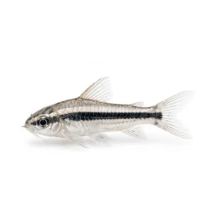 Pygmy Corydoras