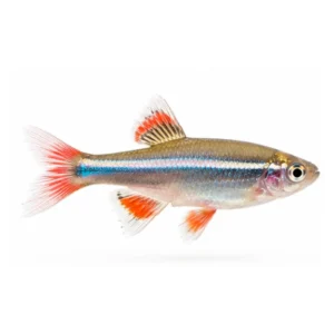 White Cloud Minnow
