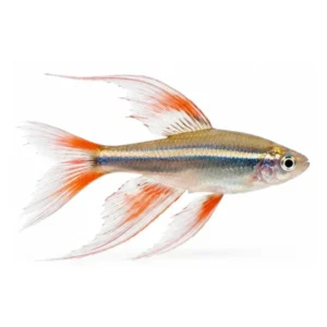 Longfin White Cloud Minnow
