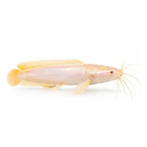 White Golden Clarias Catfish