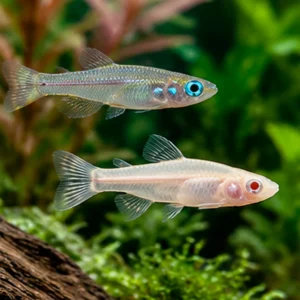 Wholesale Killifish & Lampeyes