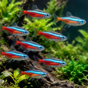 Wholesale Tetra Fish