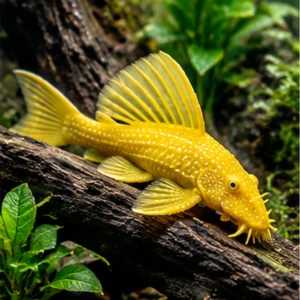 Wholesale Pleco Fish