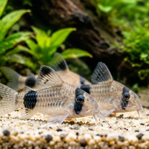 Wholesale Corydoras Catfish