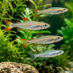 Wholesale Minnows & Ricefish