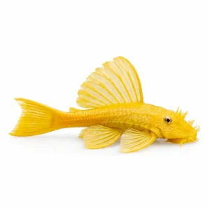 Golden Hi-Fin Pleco