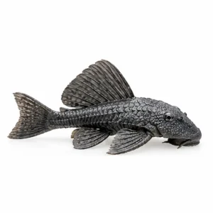 Black Plecostomus