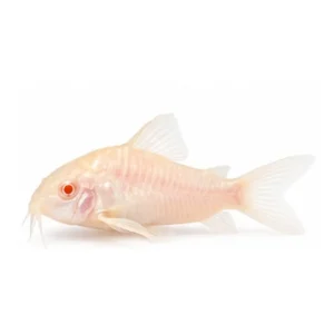 Albino Corydoras