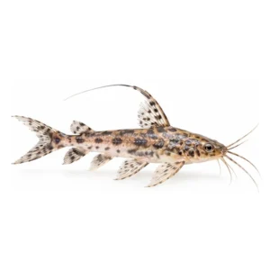 Marble Lancer Catfish